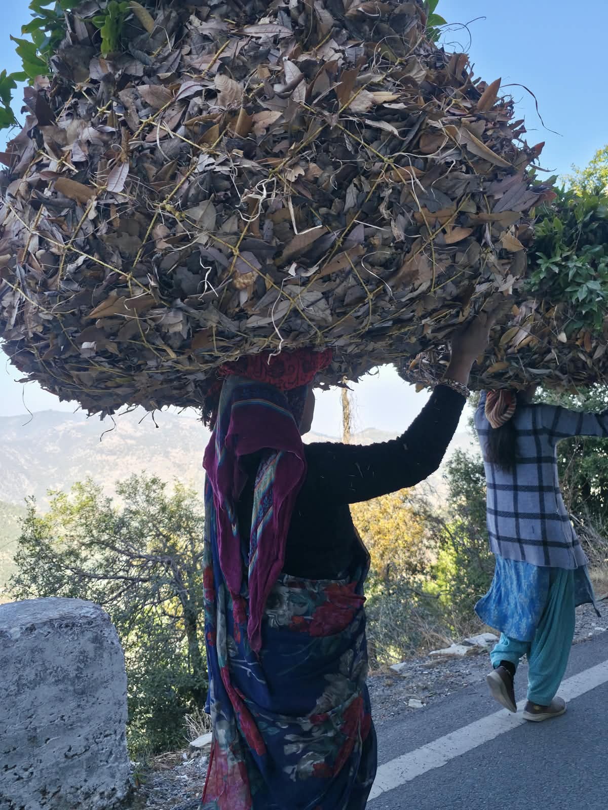 Women carrying bundles of leaves along a hill road in India